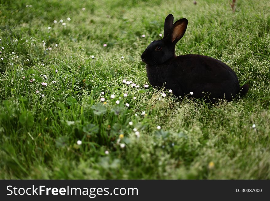 A black rabbit in a green grass.