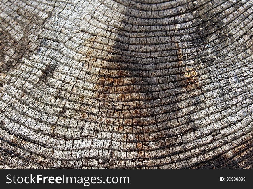 One way to tell the age of a tree is to count the number of rings leading into the center,once the trunk has been cut and is visible. One way to tell the age of a tree is to count the number of rings leading into the center,once the trunk has been cut and is visible.