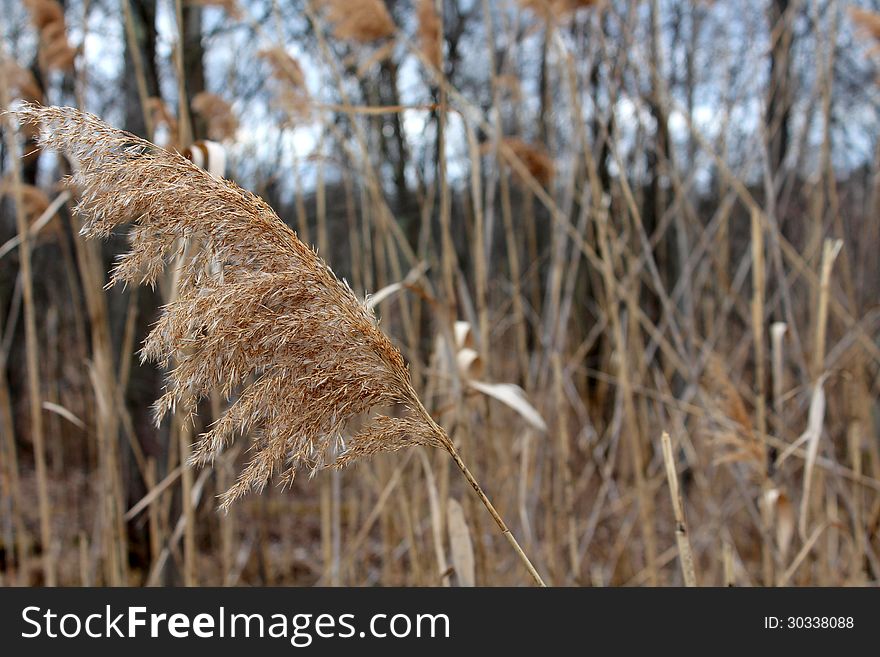 Brown ornamental grass in edges of wetlands or gardens.