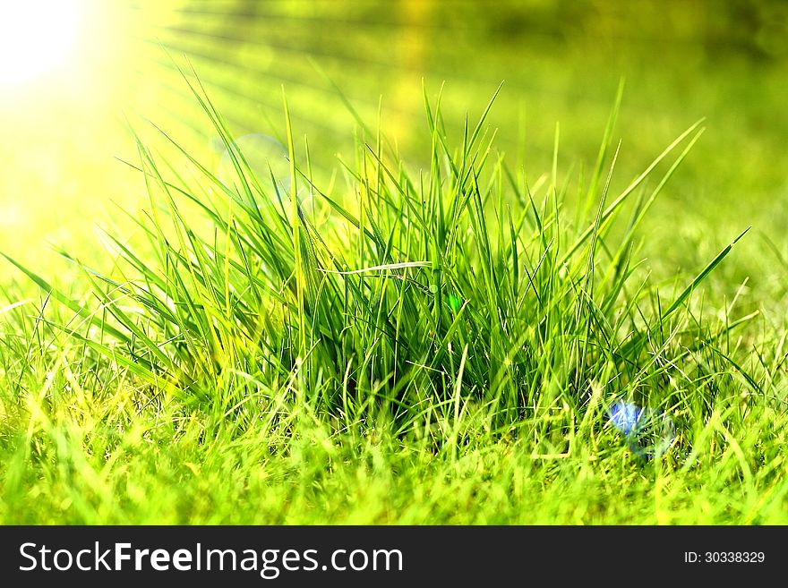 Fresh spring green grass and sun rays