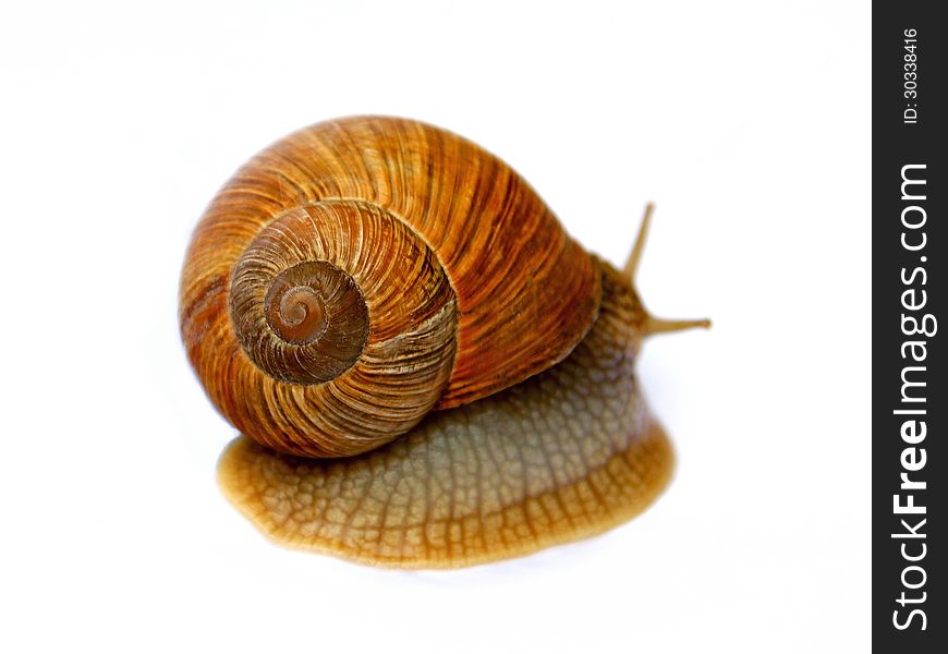 Small snail on white background