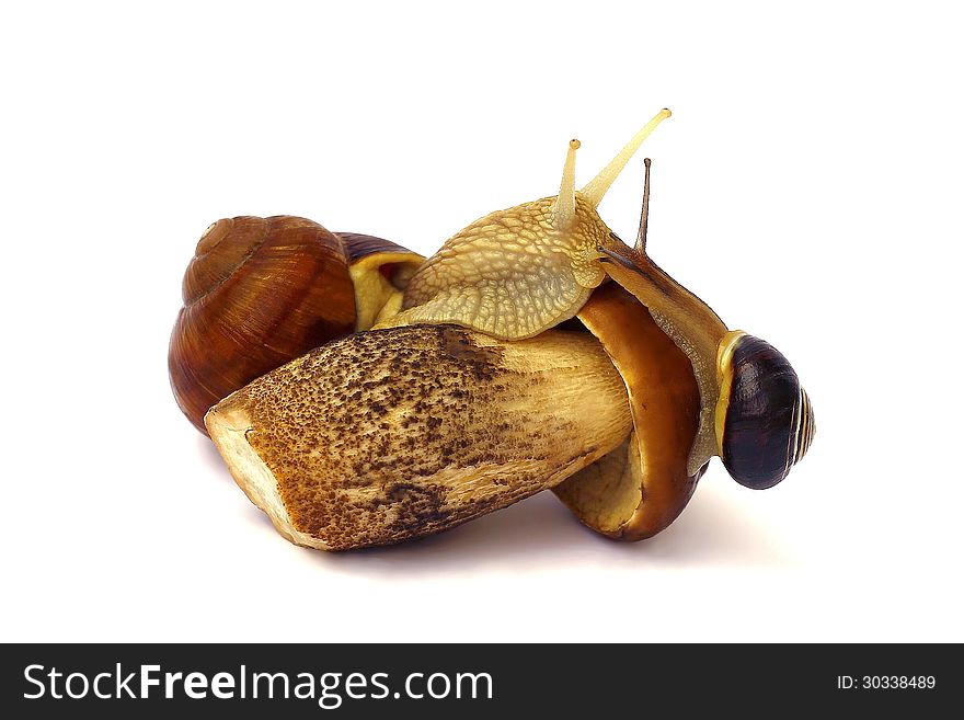Snails on mushroom on white background