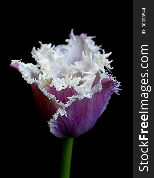 Purple tulip on a black background
