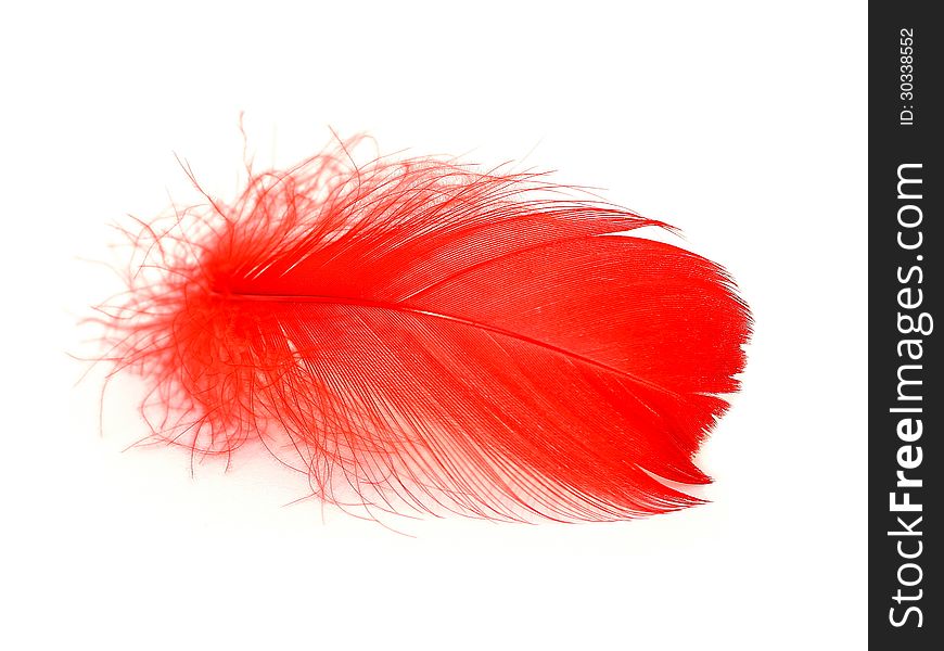 Red feather on white background