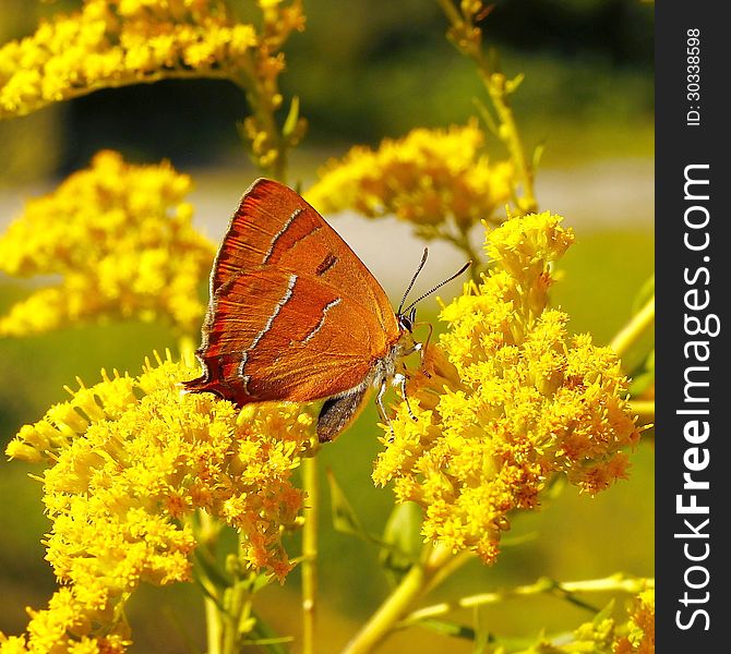 Yellow butterfly resting on a yellow flower