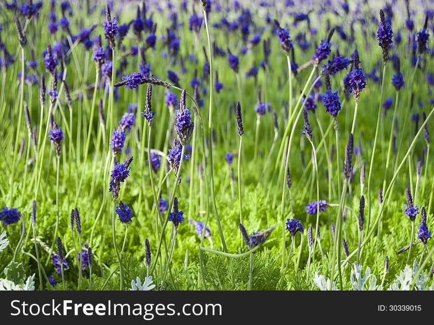 Close up of blooming lavender on a field