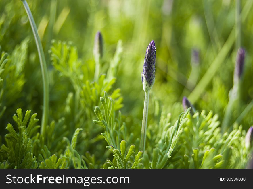 A lavender stalk ready to blossom