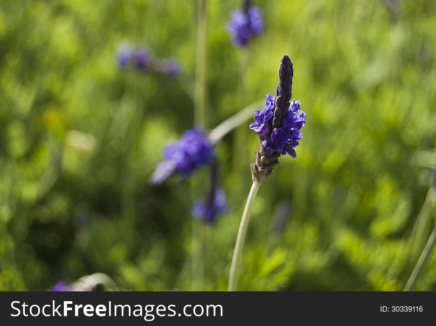 A lavender flower in summer