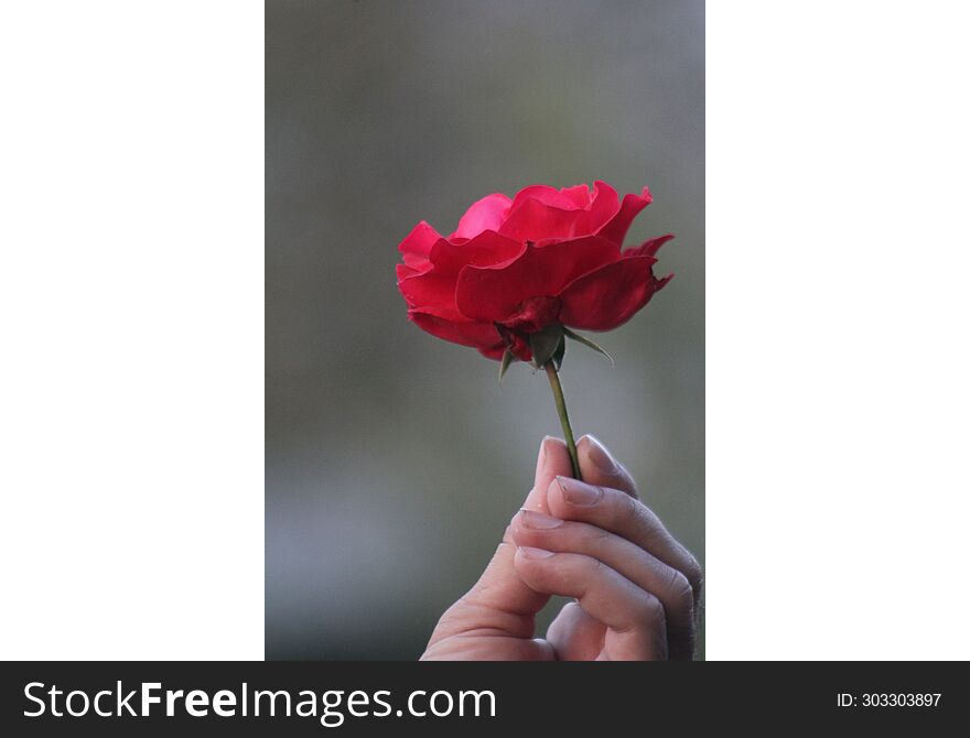 Red flower on a man hand