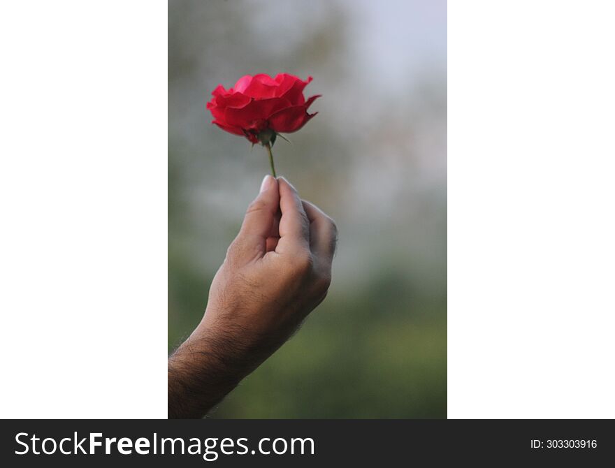Red flower on a man hand