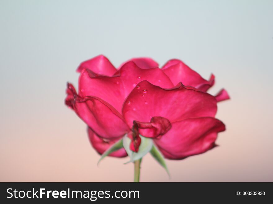 red flower on blur background