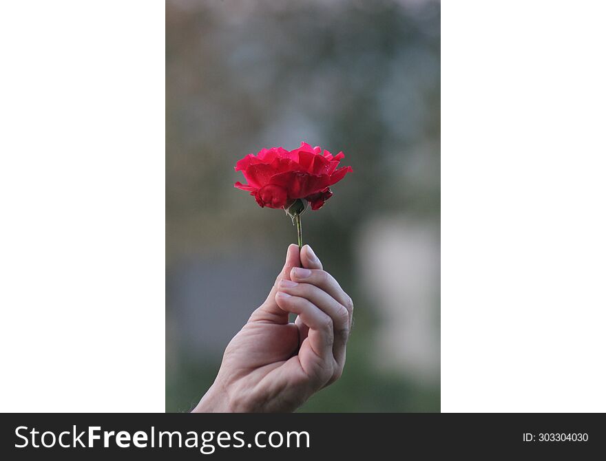 Red Flower On A Man Hand