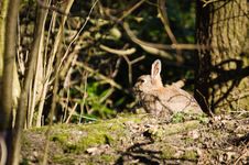 Free Rabbit In The Woods Stock Photography - 30341472