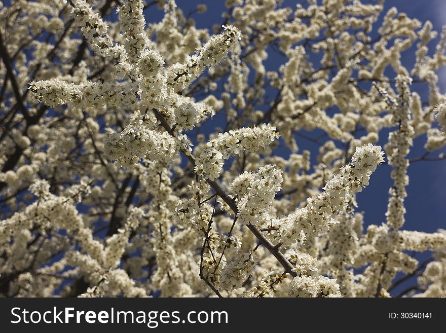 Spring tree with beautiful flowers.