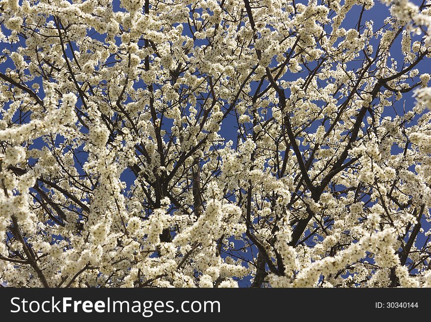 Spring tree with beautiful flowers.