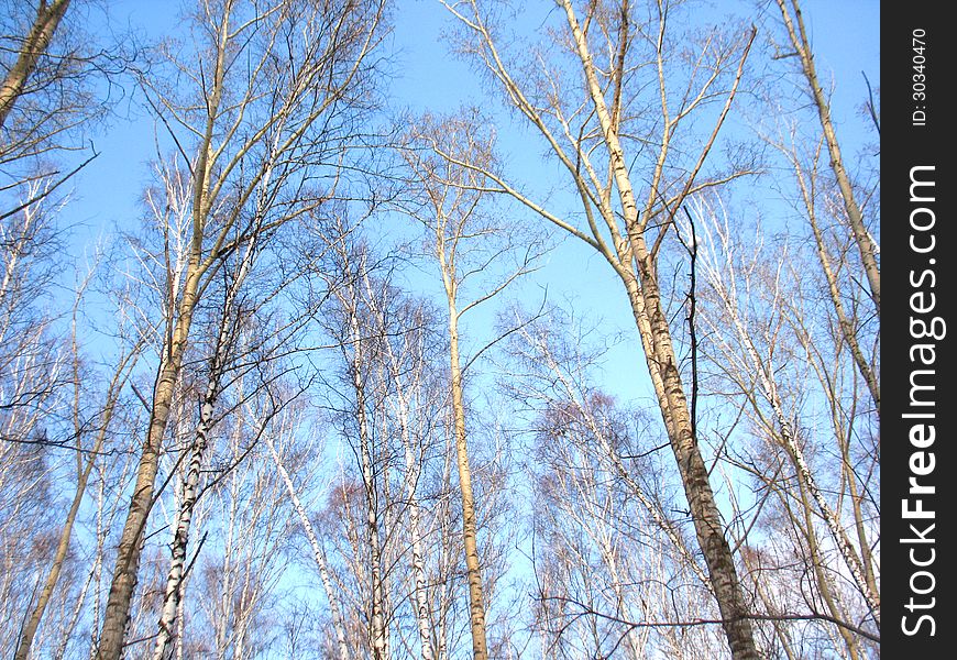 There are blue sky, birch and green pine. There are blue sky, birch and green pine