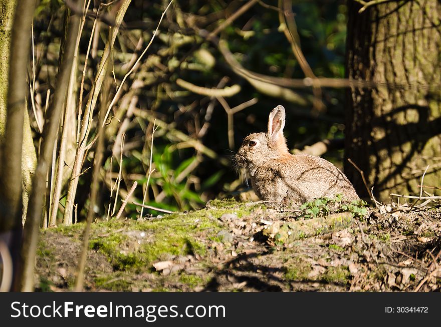 Rabbit in the woods