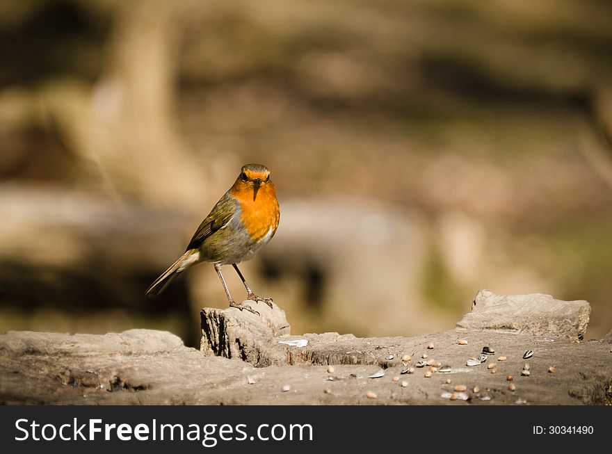 European Robin perched on log bird feeder. European Robin perched on log bird feeder