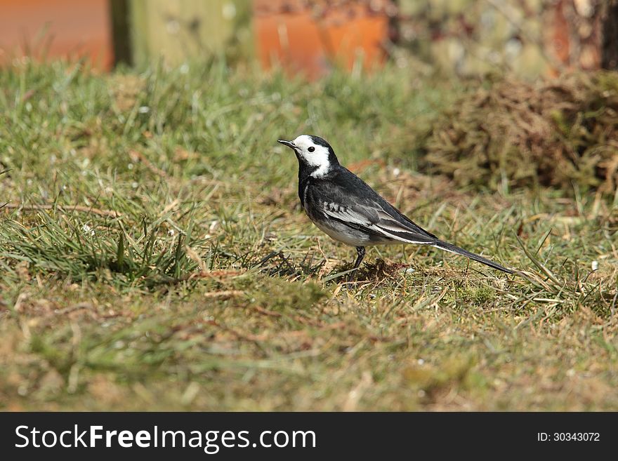View of a wagtail foraging in grass. View of a wagtail foraging in grass.