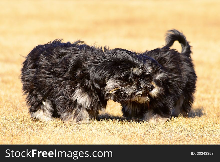 Two siblings, dogs, puppy having fun. Two siblings, dogs, puppy having fun