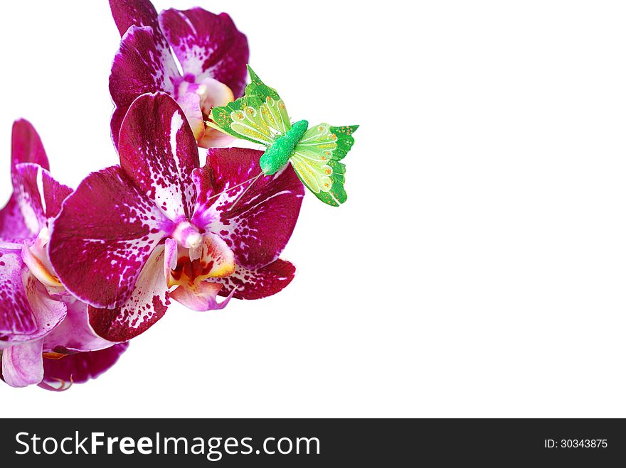 Orchid blooms isolated on white background. Orchid blooms isolated on white background