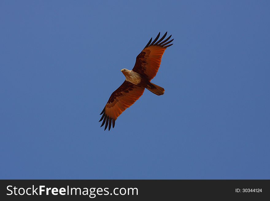 Bird kite flying in the blue sky background in India