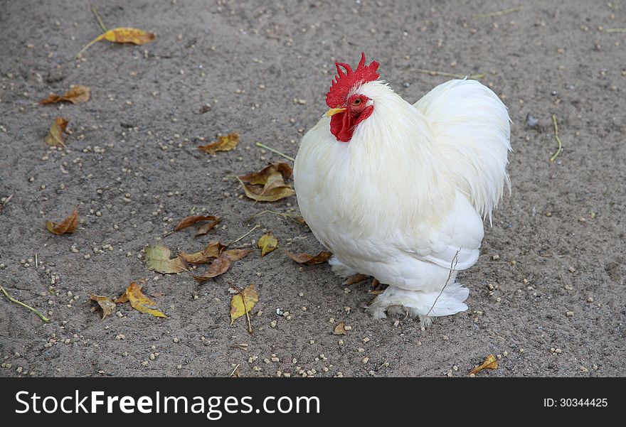 Small White Rooster On A Farm.
