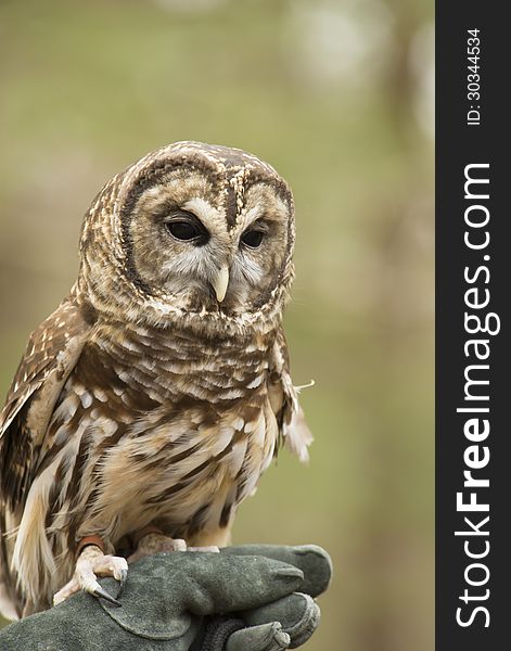 A Barred Owl lives in rehabilitation. A Barred Owl lives in rehabilitation.