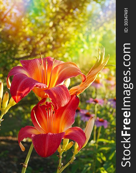 Beautiful lilies lit by sunlight