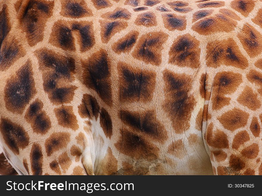 Detail of large mammals giraffes from Africa