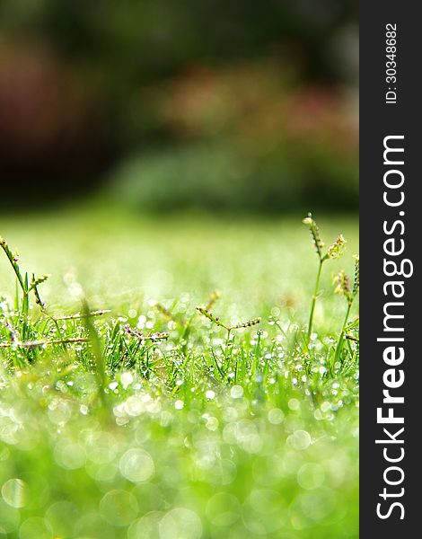 Image of fresh spring green grass