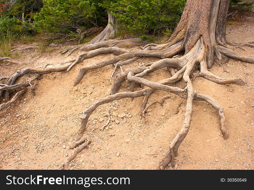 Roots Of A Tree