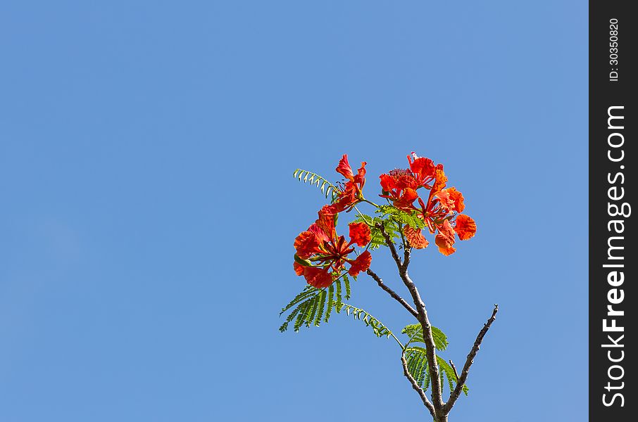 Flame tree blossom