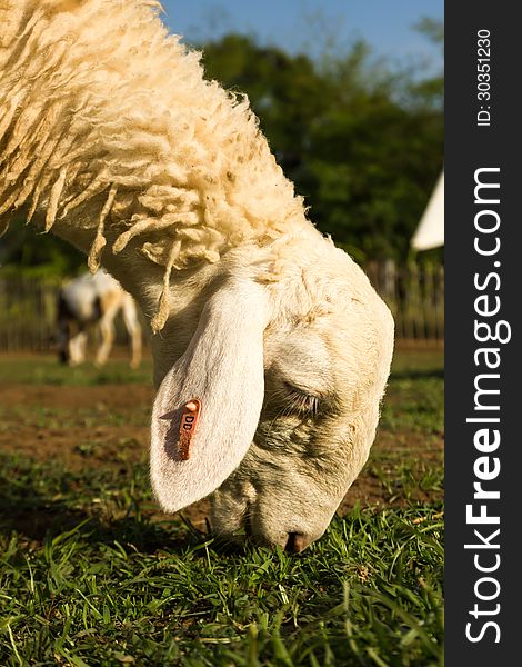 Sheep in the farm in a sunny day. Sheep in the farm in a sunny day.