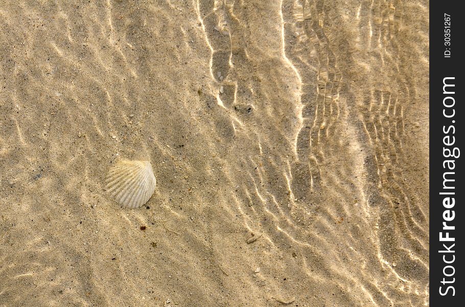 Shellfish underwater