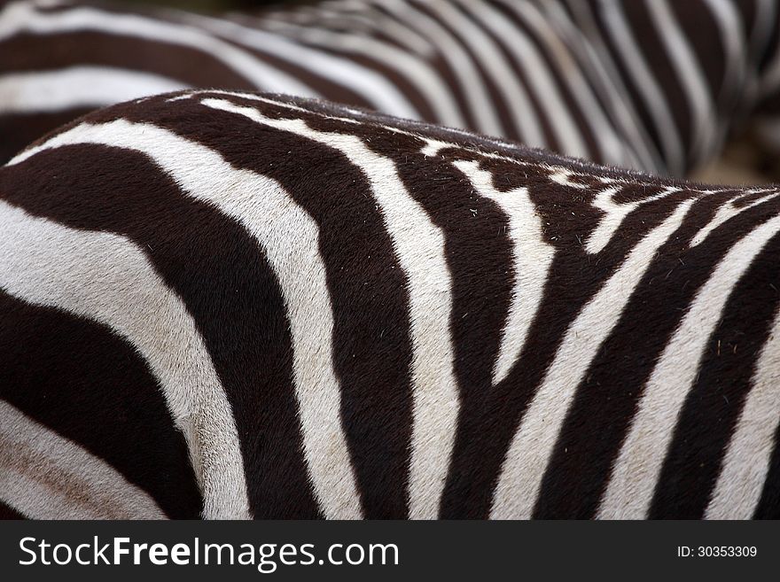 Interesting zebra striped mammal from south