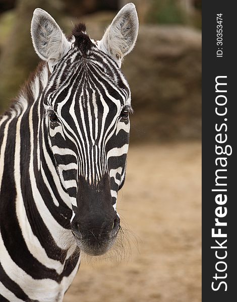 Interesting zebra striped mammal from south