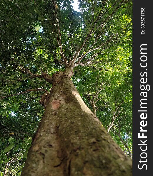 Langsat & x28 lansium& x29  is a tall slender tree that is evergreen. Its length reaches 10-16 meters.