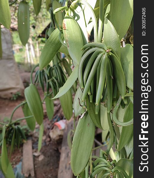 Vanilla Vanilla planifolia is a plant that produces vanilla powder which is usually used as a food fragrance. This powder is produced from the pod-shaped fruit. ?. Vanilla Vanilla planifolia is a plant that produces vanilla powder which is usually used as a food fragrance. This powder is produced from the pod-shaped fruit. ?