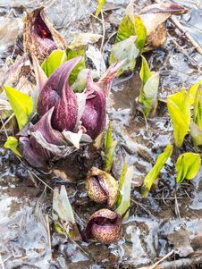 Eastern Skunk Cabbage Breaking Through Ice Royalty Free Stock Photo