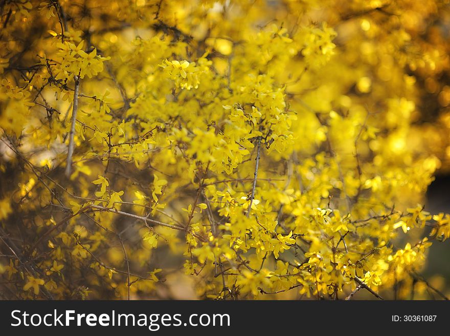 Full frame background of a forsythia shrub. Full frame background of a forsythia shrub