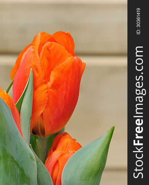 Closeup of a beautiful orange tulip on a wooden background