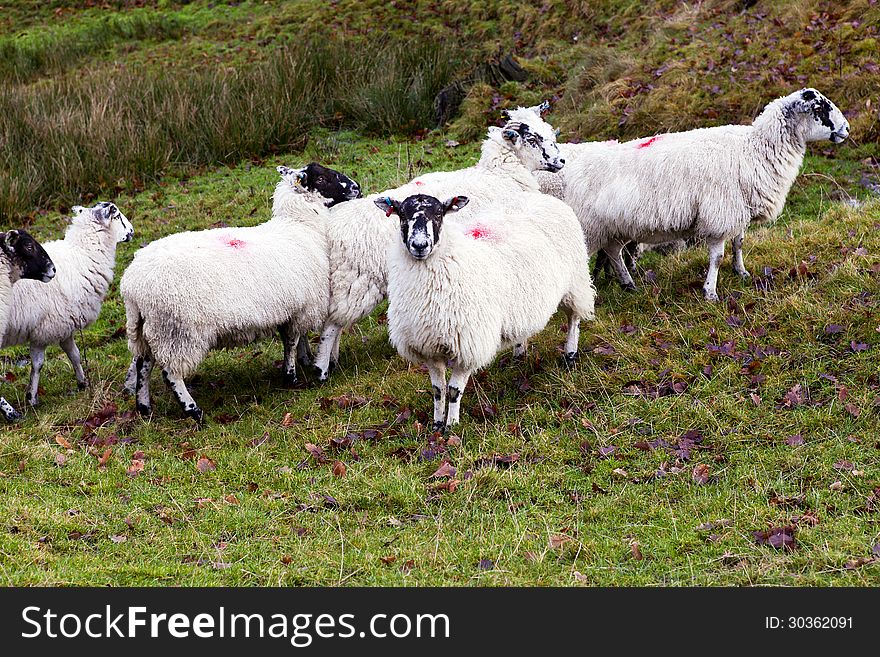 Staring sheep amongst a flock