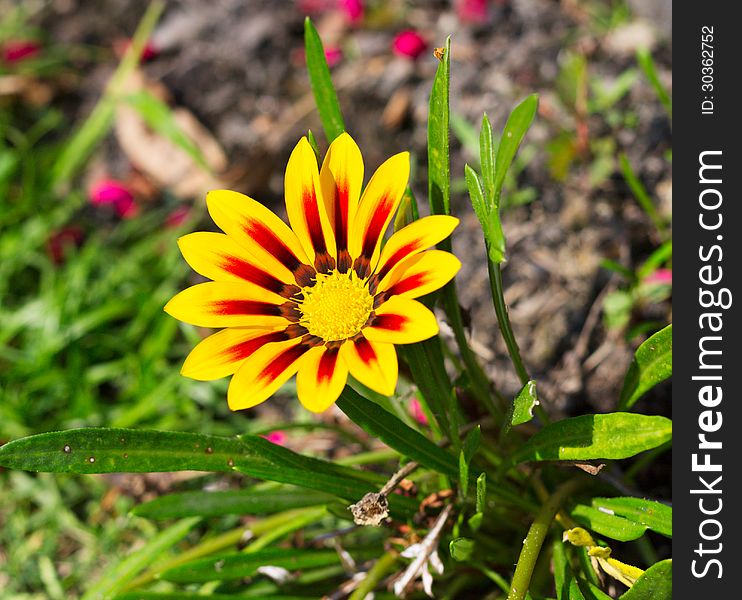 Yellow-red flower