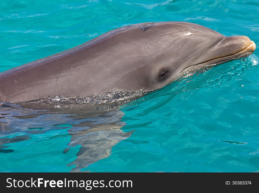 Close up of a bottle nose dolphin