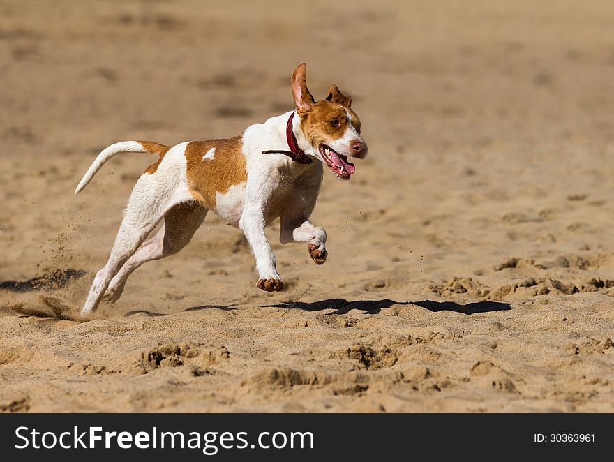 Dog playing in the sand. Dog playing in the sand