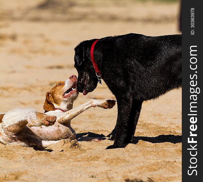 Dogs playing in the sand