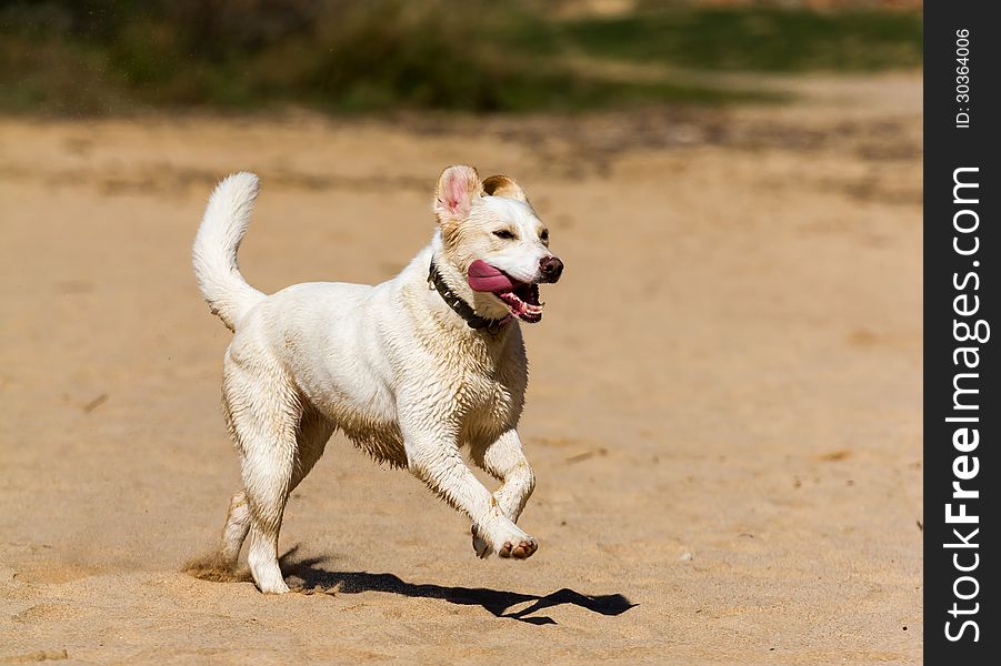 Dog playing in the sand