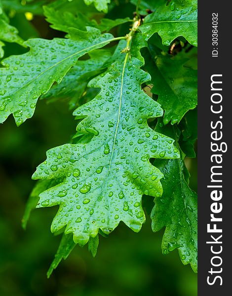 Green oak leaf with drops (Quercus robur)