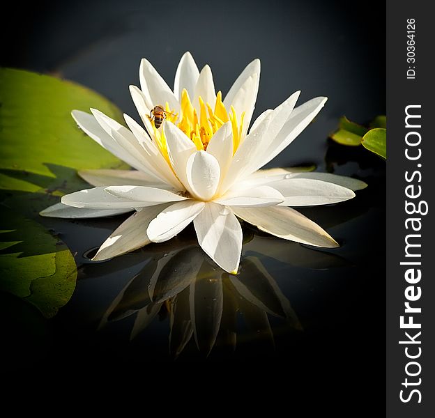 Opened water lily on pond